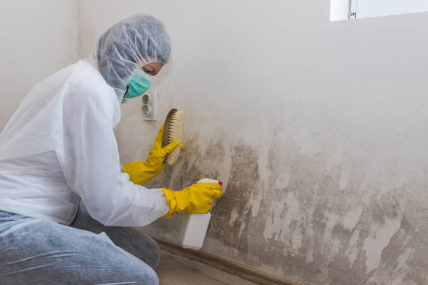 Best Emergency Mold Remediation in Crestwood, IL