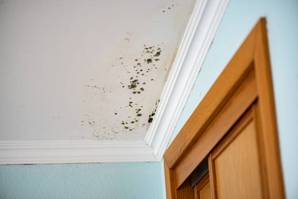 Best Mold Testing and Inspection Services in Crestwood, IL