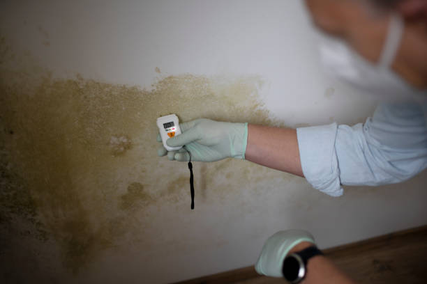 Best White Mold Remediation in Crestwood, IL
