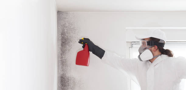 Best Commercial Mold Remediation in Crestwood, IL
